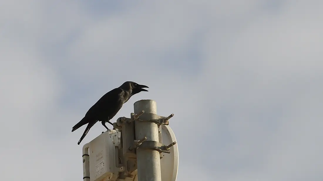 House Crow - Flickr - GregTheBusker