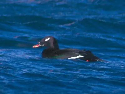 Stejneger's Scoter