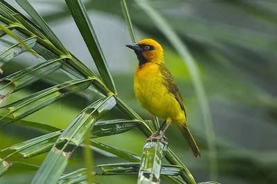 Olive-naped Weaver