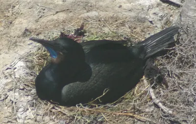 Brandt's Cormorant
