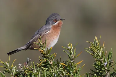 Western Subalpine Warbler