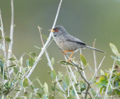 Curruca balearica