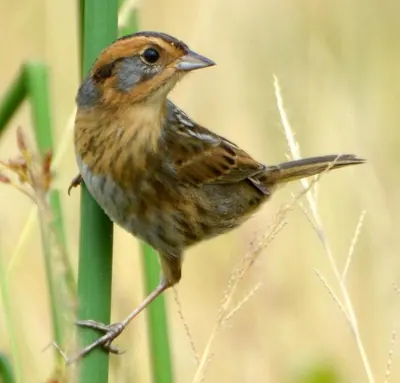 Nelson's Sparrow