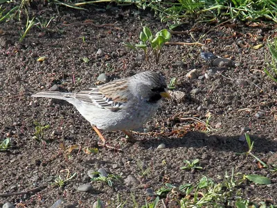 Mourning Sierra Finch