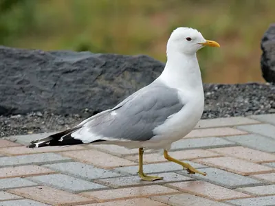 Short-billed Gull