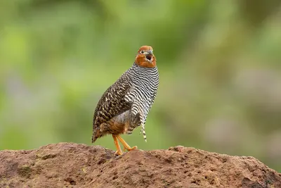 Jungle Bush-Quail