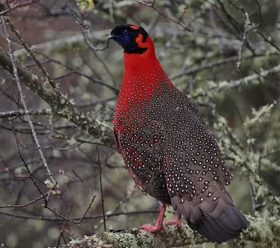 Crimson Horned-pheasant