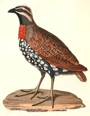 Madagascan Partridge