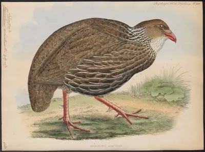 Ahanta Spurfowl