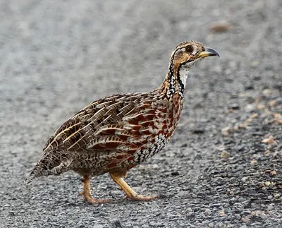 Shelley's Francolin