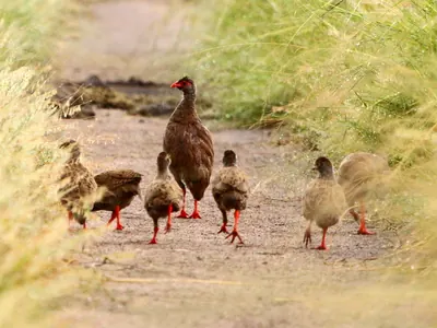 Handsome Spurfowl