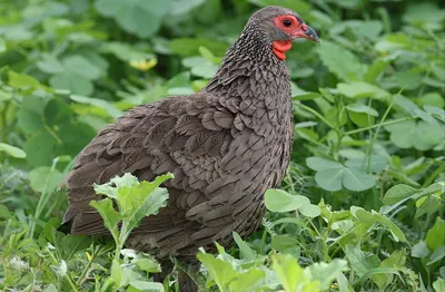 Swainson's Spurfowl