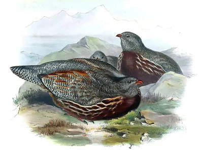 Snow Partridge