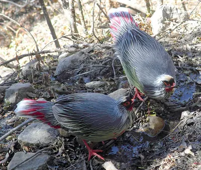 Blood Pheasant