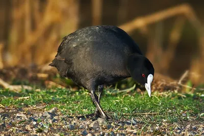 Coot