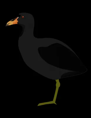 Horned Coot