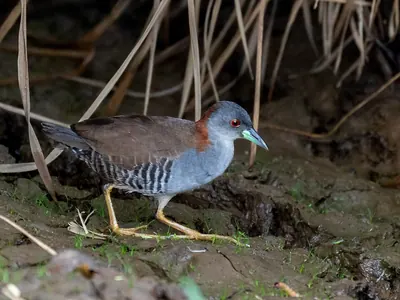Gray-breasted Crake