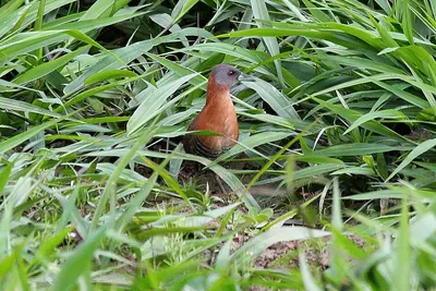 White-throated Crake