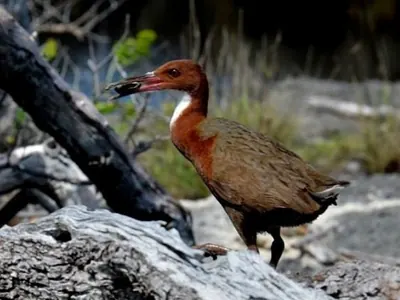 Cuvier's Rail