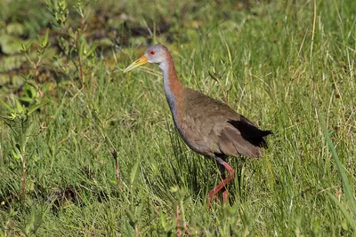 Giant Wood-Rail