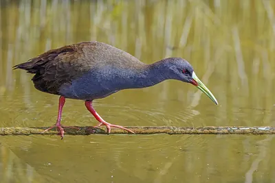 Plumbeous Rail