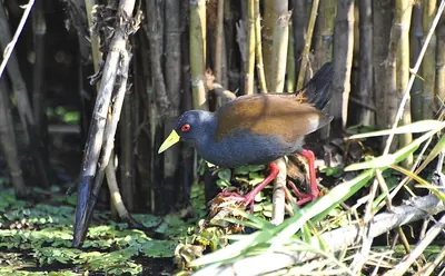 Sakalava rail