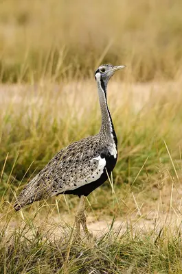 Black-bellied Korhaan