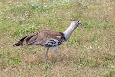 Kori Bustard