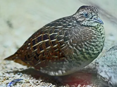 Madagascan Buttonquail