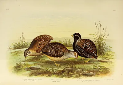 Chestnut-backed Button-quail