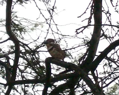 Russet-throated Puffbird