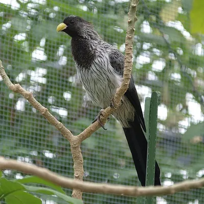 Western Grey Plantain-eater