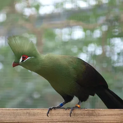 Green Turaco