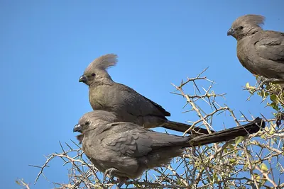 Grey Lourie