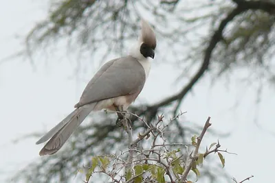 Bare-faced Go-away Bird