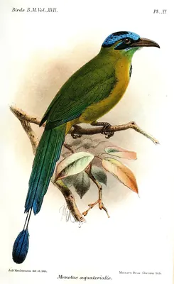 Andean Motmot