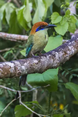 Russet-crowned Motmot