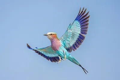Lilac-breasted Roller