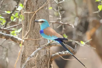 Abyssinian Roller