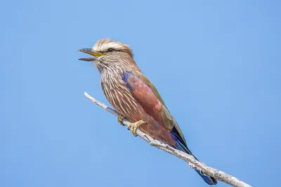 Purple Roller