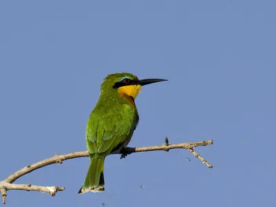 Little Bee-eater