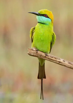 Asian Green Bee-eater