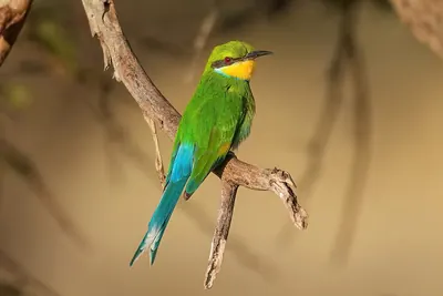 Swallow-tailed Bee-eater