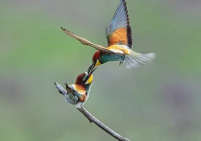 Bee-eater