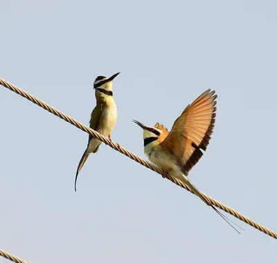 White-throated Bee-eater