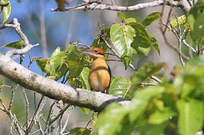 Cinnamon-banded kingfisher