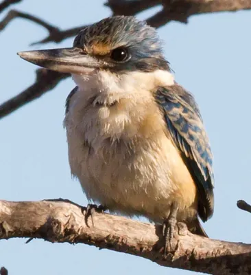Sacred Kingfisher