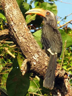 Malabar Grey-Hornbill