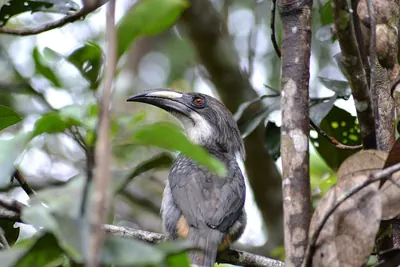 Ceylon Grey-Hornbill
