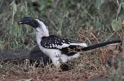 Jackson's Hornbill